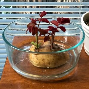 Meet your Posher, Lexi